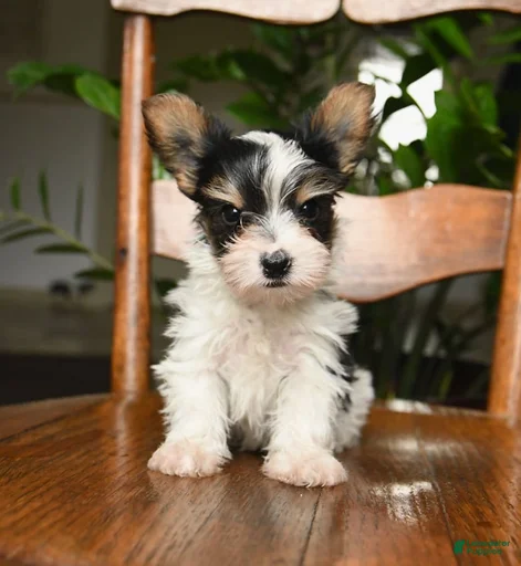 Gallery Image {{count}}