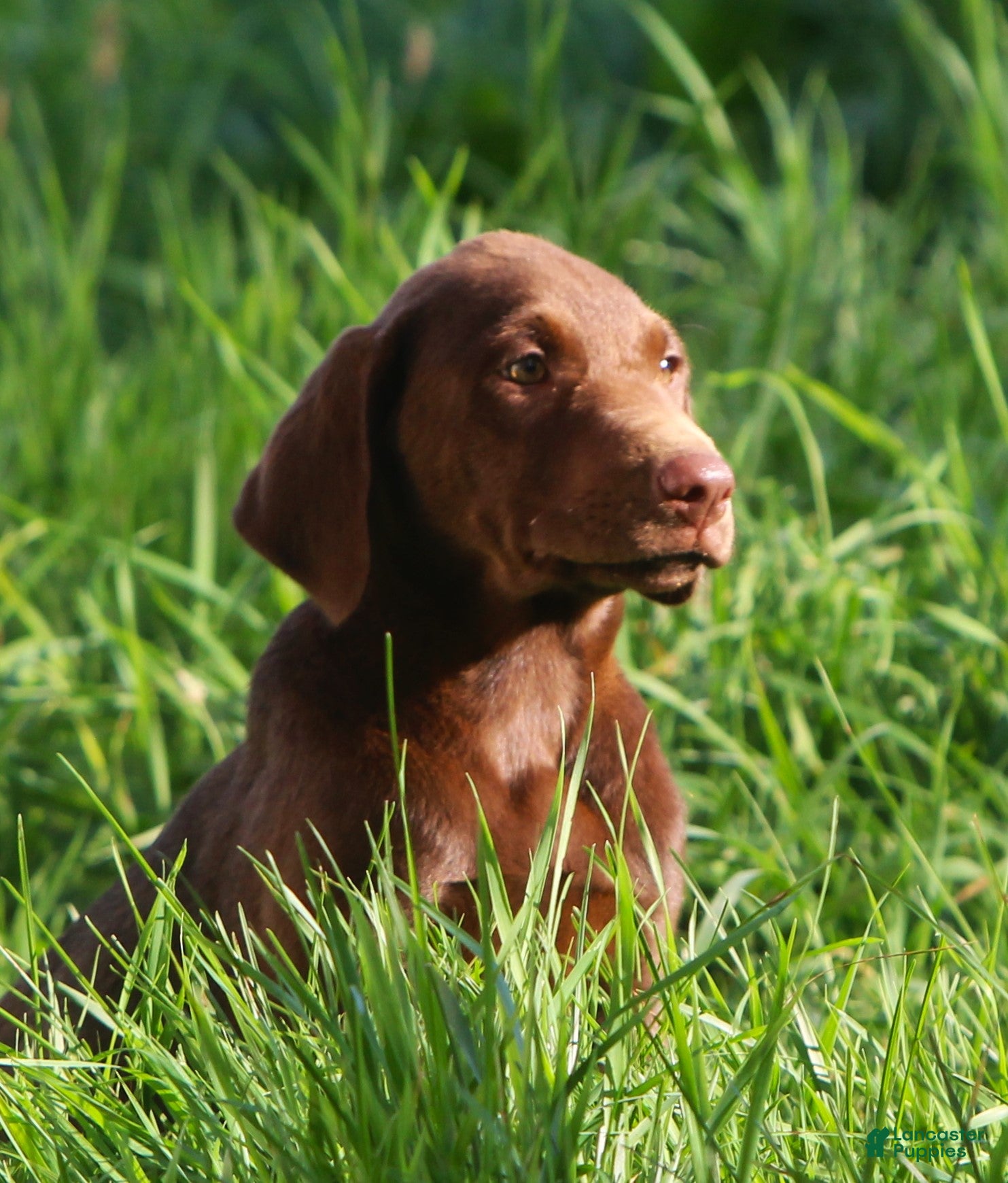 Labrador Retriever dogs Labrador Retriever Puppy 4 - Ad 1