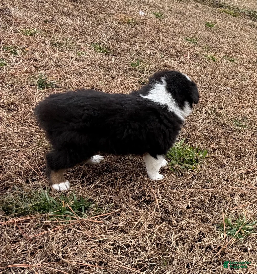 Australian Shepherd dogs for sale: Millie - Ad 1