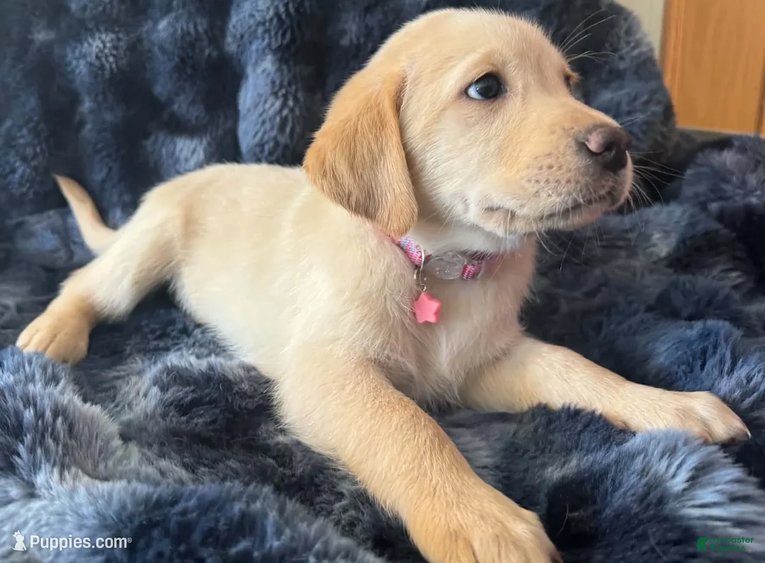 Goldador dogs for sale: Purple - Ad 2