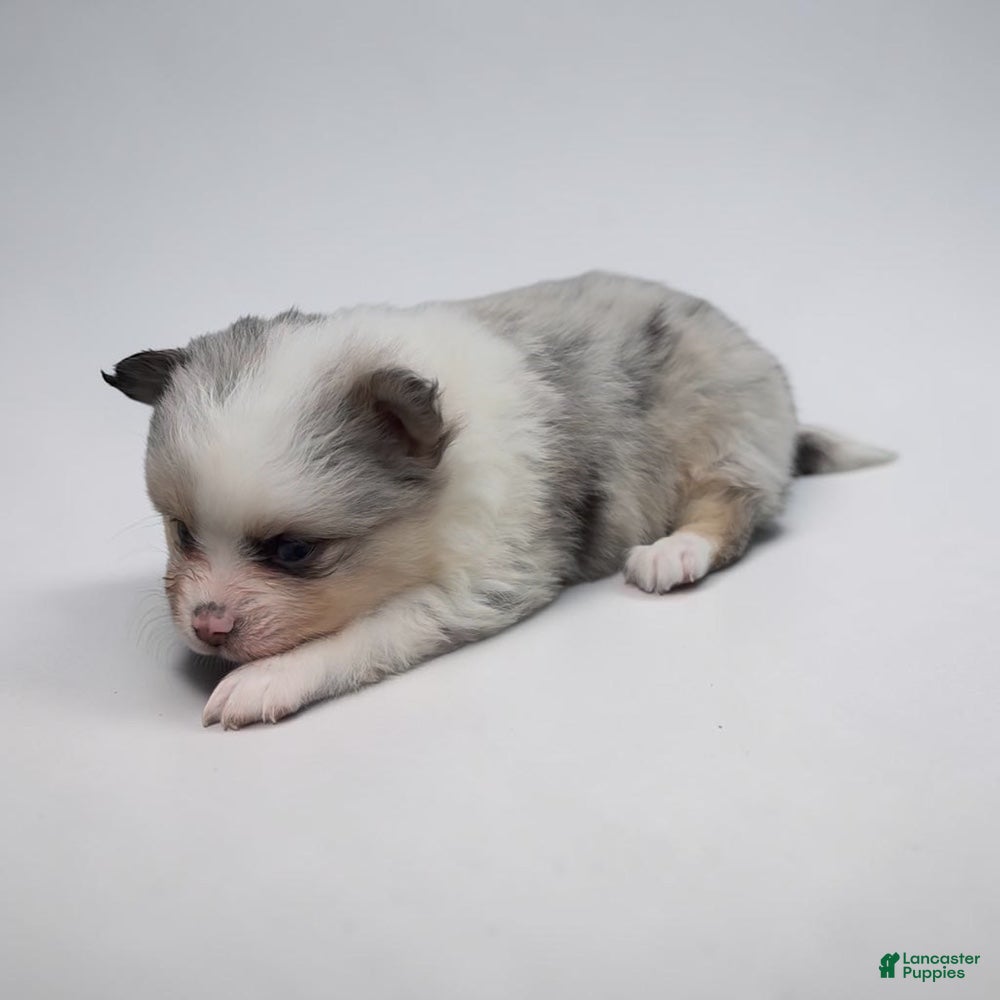 Pomeranian dogs Merle - Ad 28