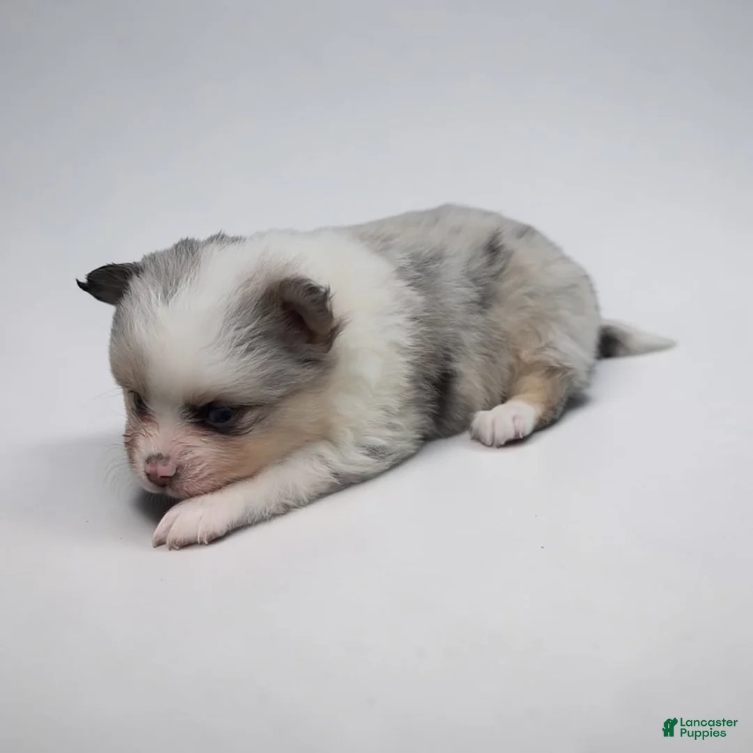 Pomeranian dogs for sale: Merle - Ad 1
