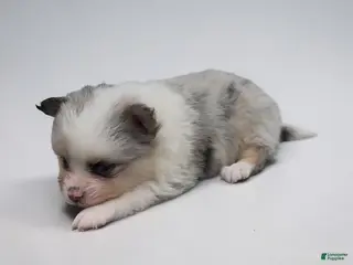 Pomeranian dogs Merle - Ad 26