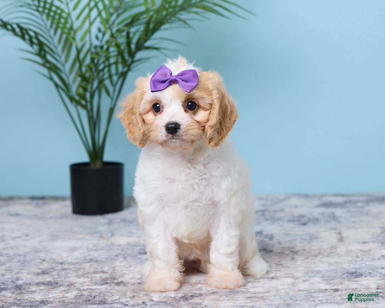 Cavapoo dogs for sale: Lulu - Ad 3