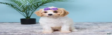 Lulu