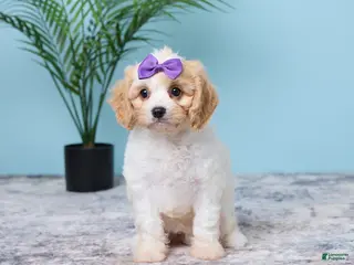 Cavapoo dogs for sale: Lulu - Ad 3
