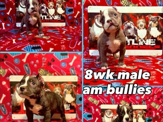 American Bully dogs American Bully Puppy 1 - Ad 17