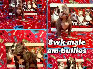 American Bully dogs American Bully Puppy 1 - Ad 16