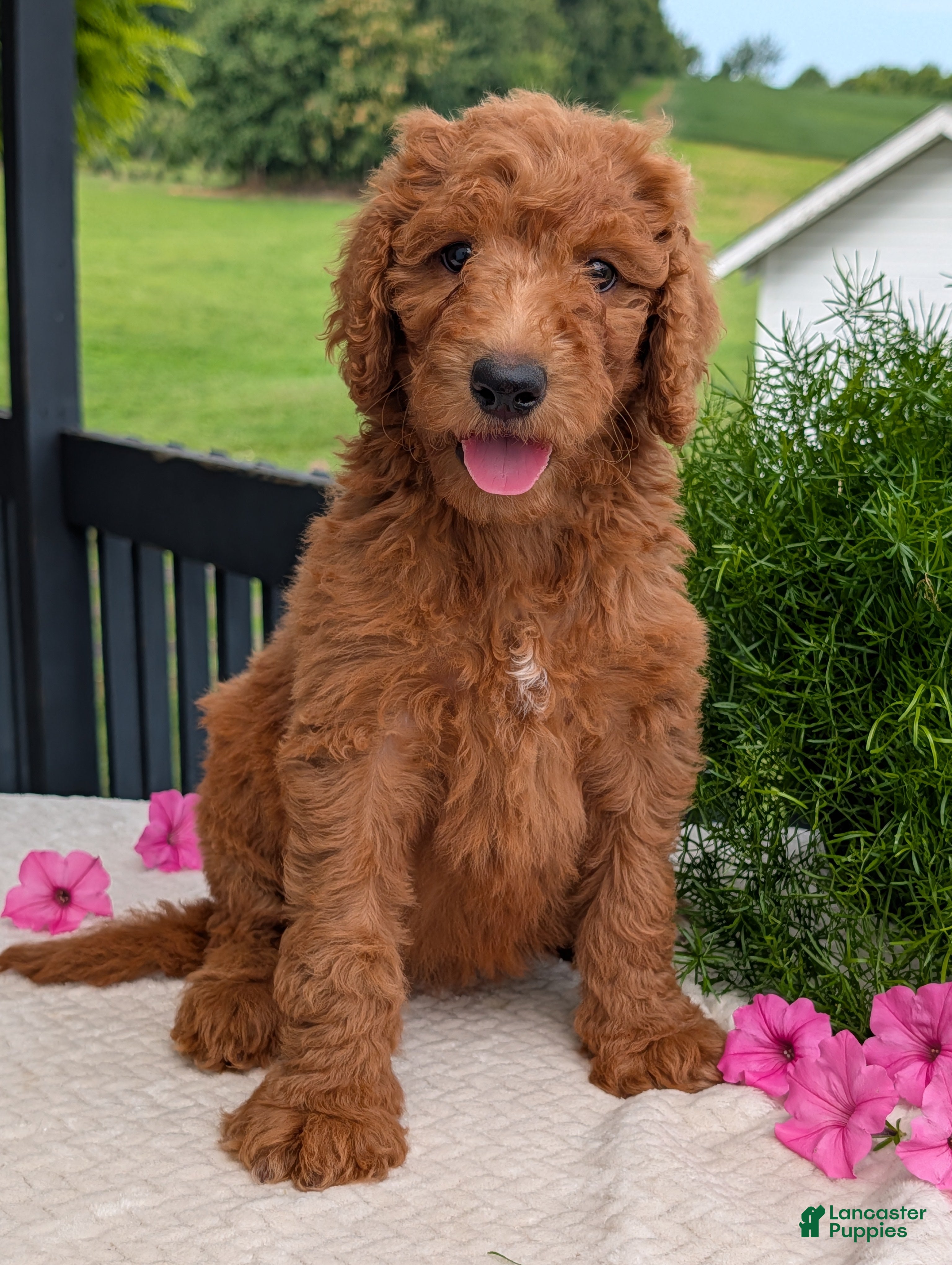Goldendoodle dogs Miss Emmie - Ad 1