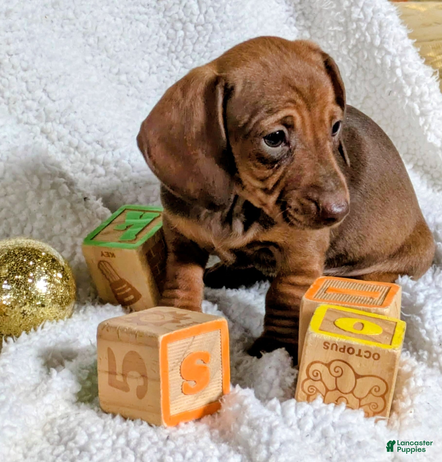Miniature Dachshund dogs Connie - Ad 1