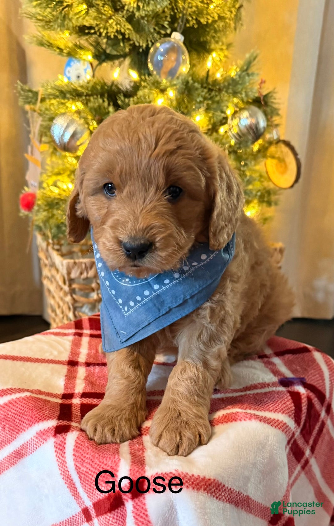 Mini Goldendoodle dogs for sale: Goose - Ad 7