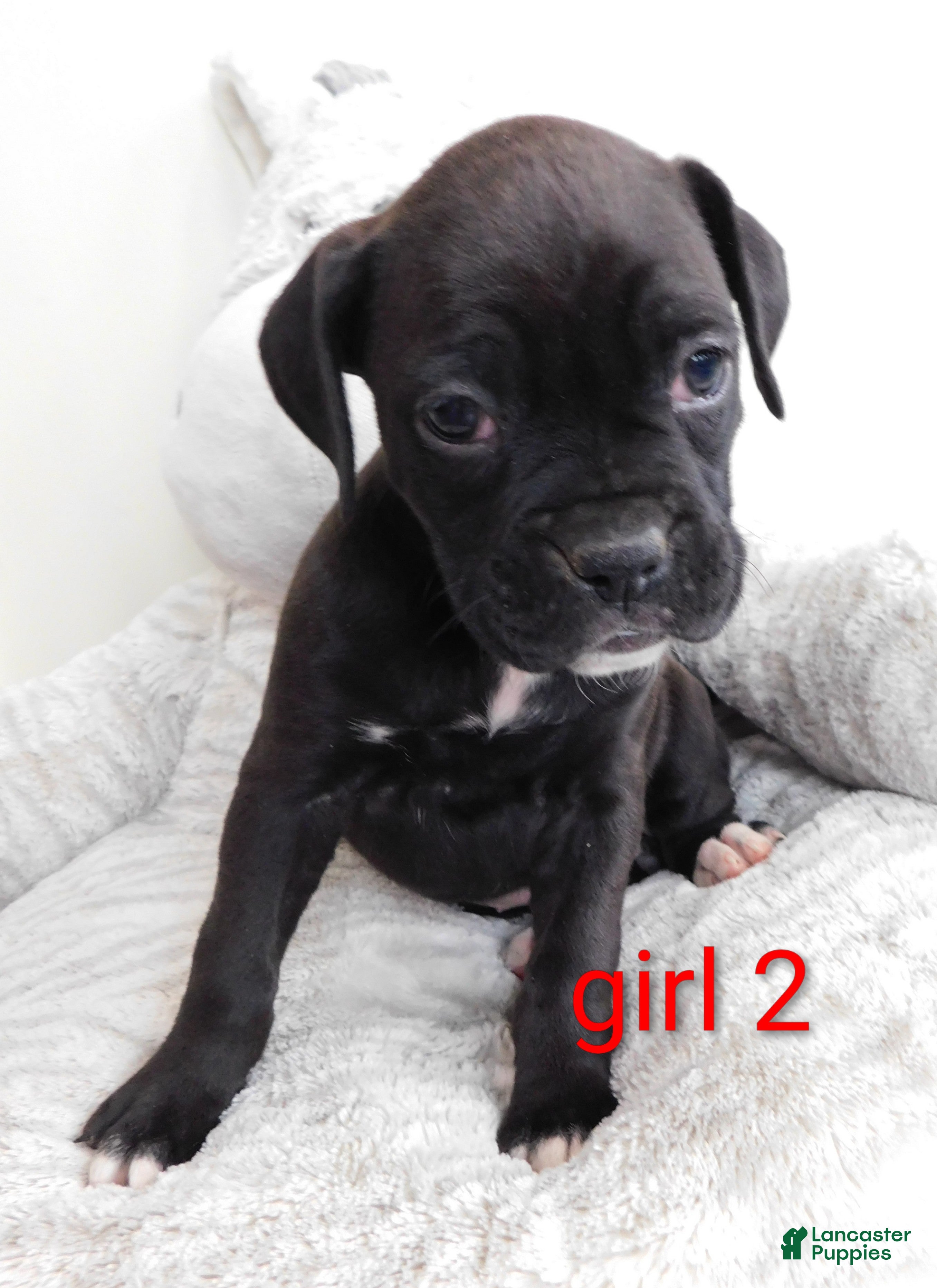 Boxer dogs Boxer Puppy 3 - Ad 41