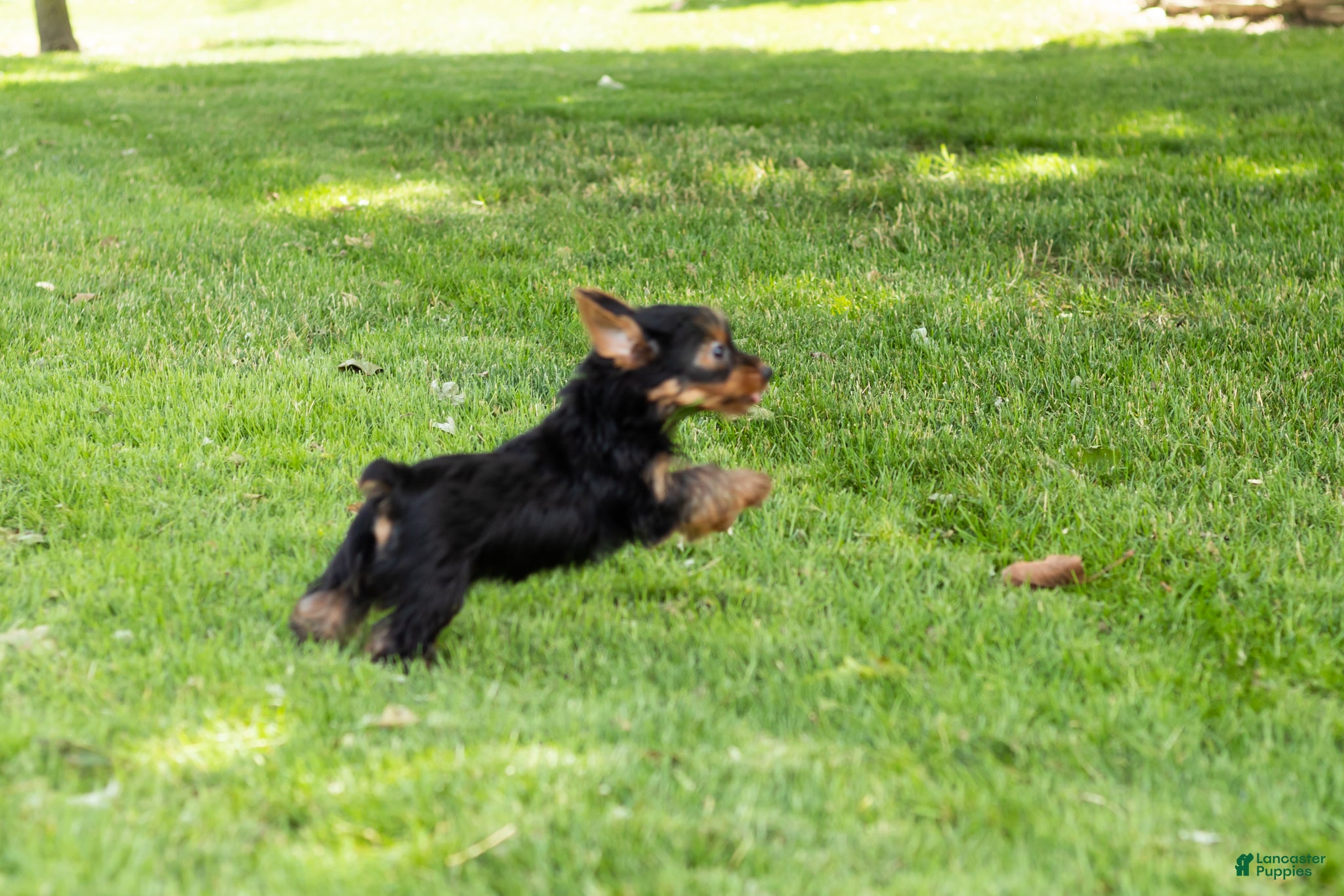 Yorkshire Terrier dogs Myran  - Ad 41