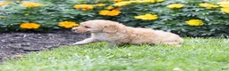 Toy Poodle dogs for sale: Ginger  - Ad 5