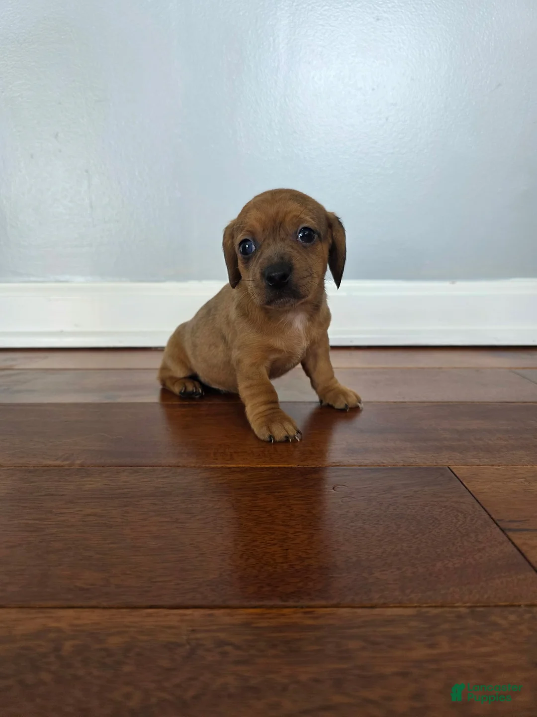 Miniature Dachshund dogs for sale: Kami  - Ad 1