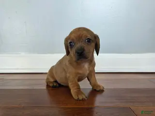 Miniature Dachshund dogs Kami - Ad 26