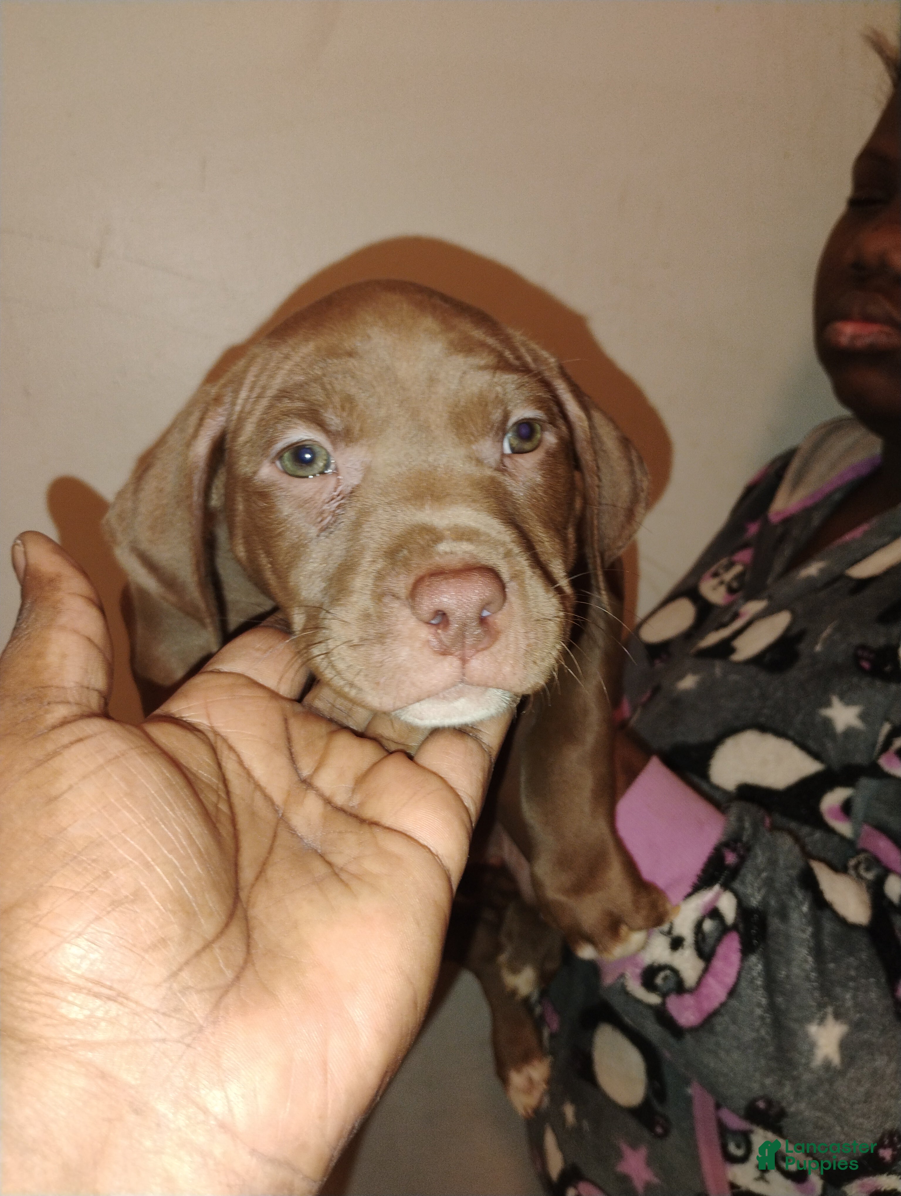 Mixed Breed dogs Kylie  - Ad 16