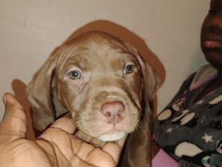 Mixed Breed dogs Kylie - Ad 11