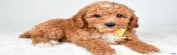 Miniature Poodle dogs for sale: Hank - Ad 1