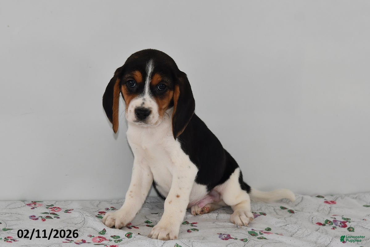 Beagle dogs Bucko - Ad 36