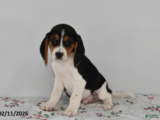 Beagle dogs Bucko - Ad 36