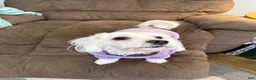 Mixed Breed dogs for sale: Baxter - Ad 10