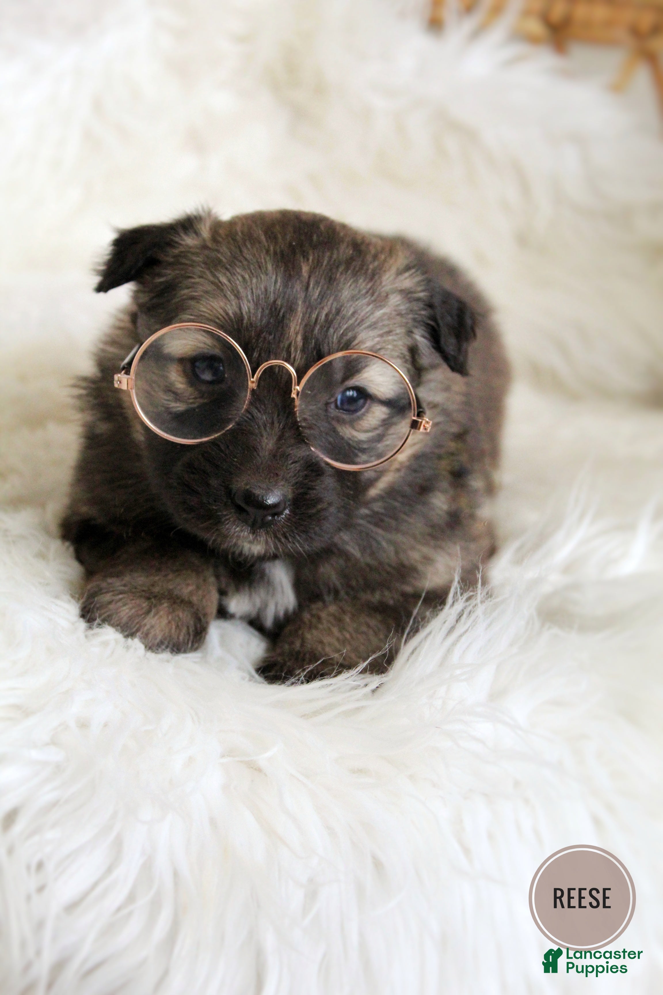 Mixed Breed dogs Reese - Ad 1