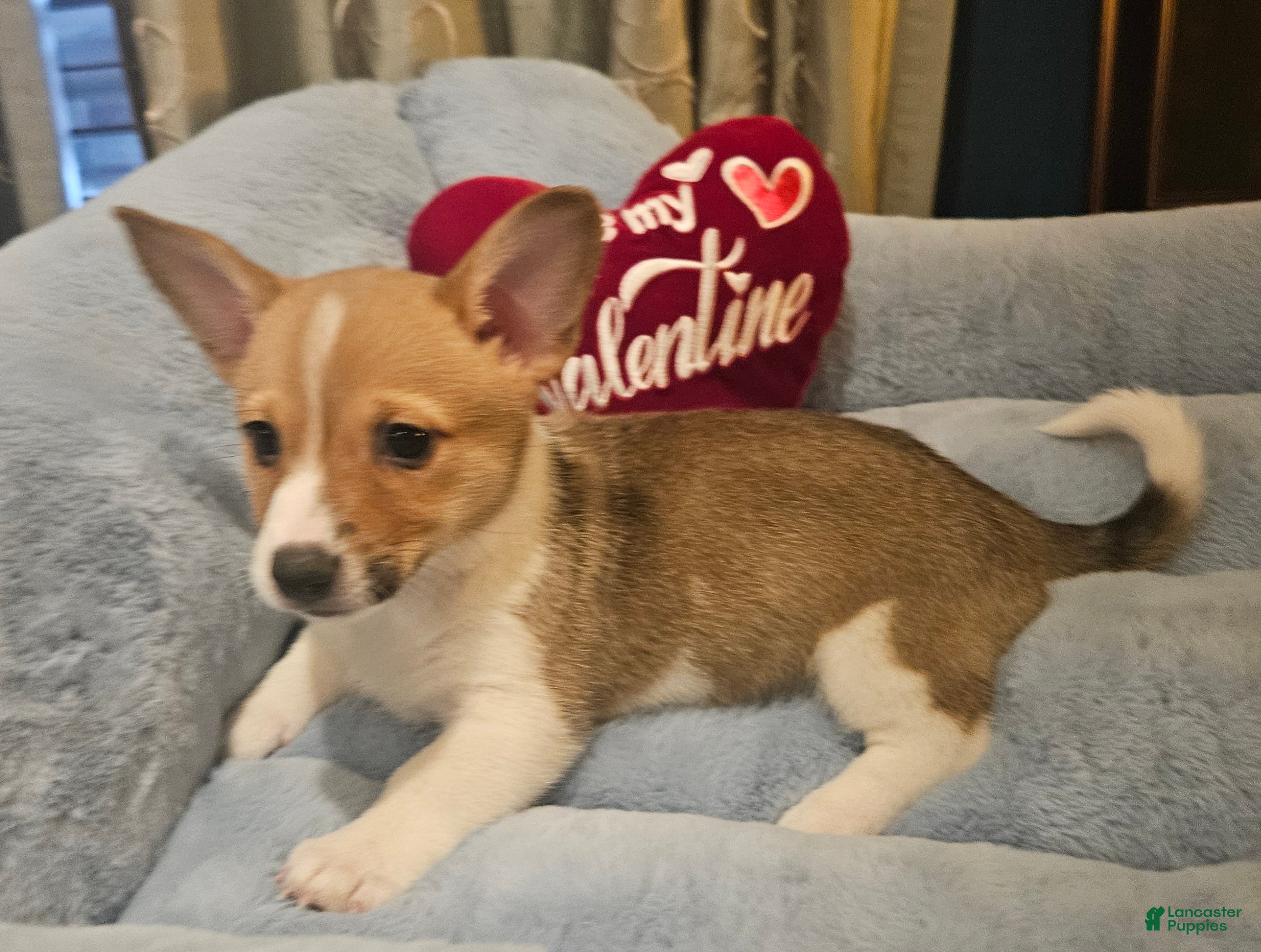 Mixed Breed dogs Chanel - Ad 4