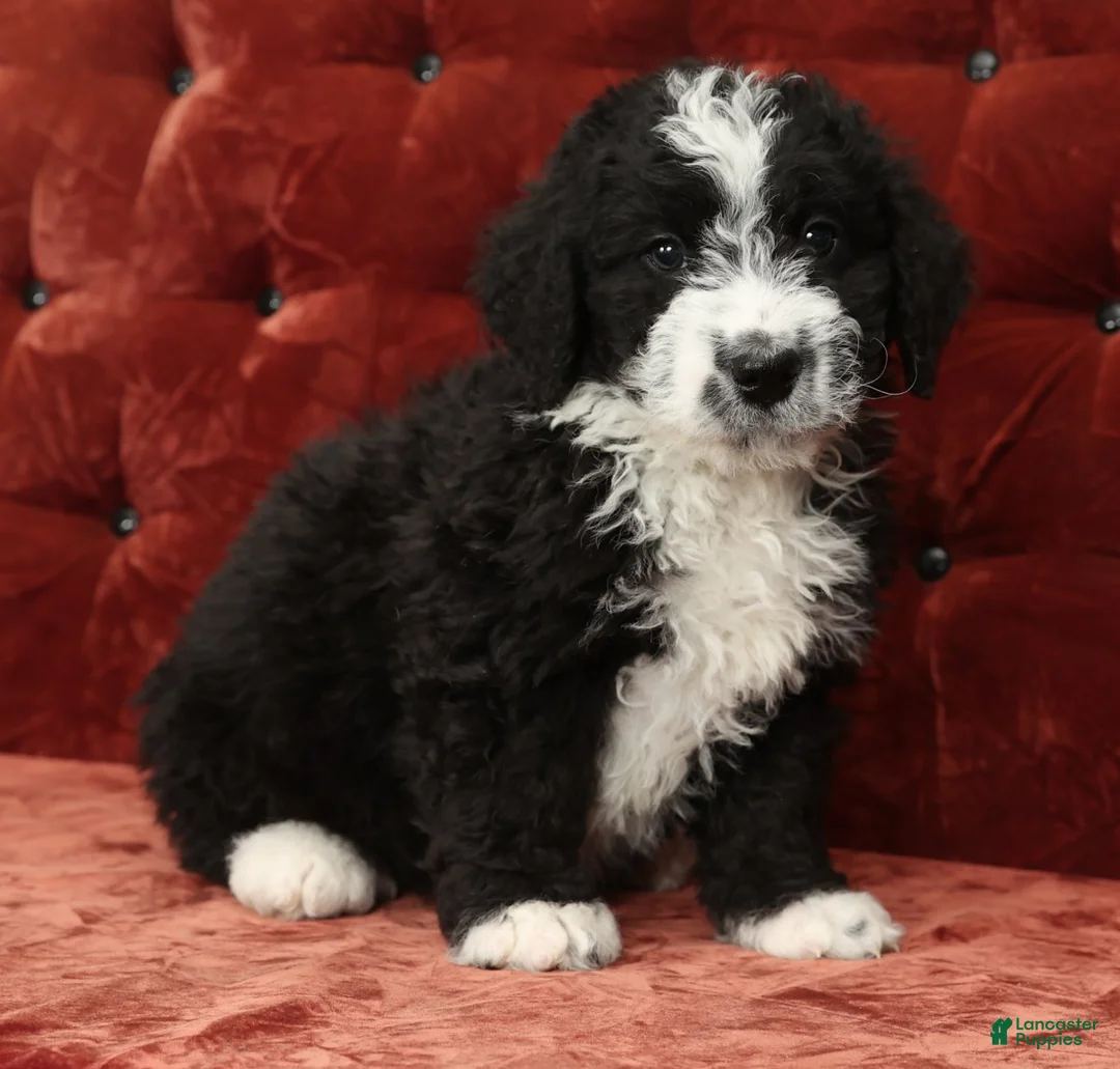 Mini Bernedoodle dogs for sale: Toby - Ad 7