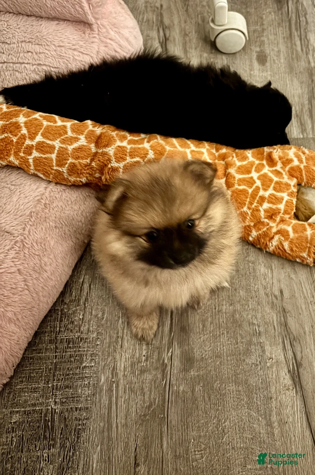 Pomeranian dogs for sale: Pomeranian 5-Bear Bear - Ad 1