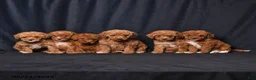 Toy Poodle dogs for sale: Tiny Clover - Ad 5