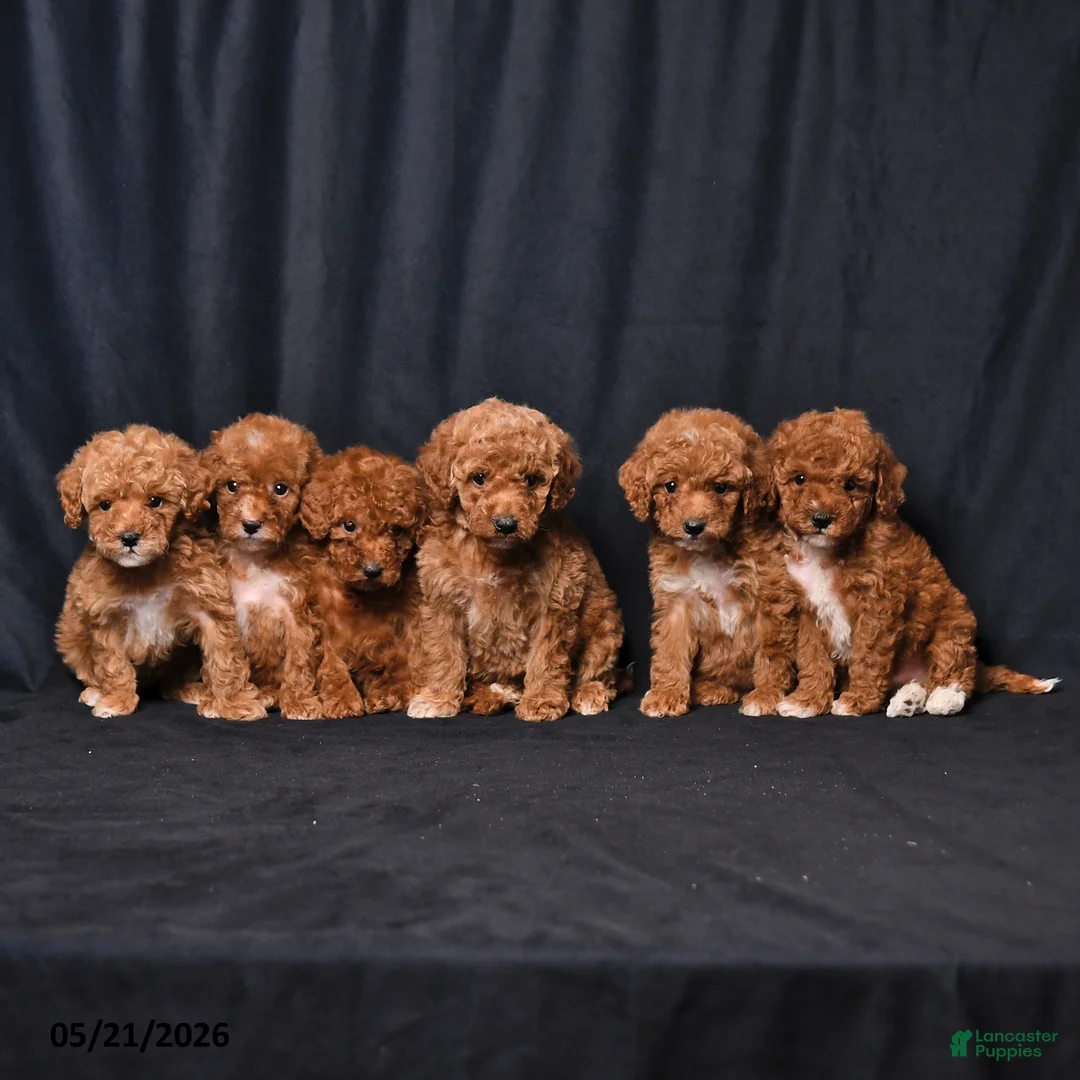 Toy Poodle dogs for sale: Tiny Clover - Ad 5
