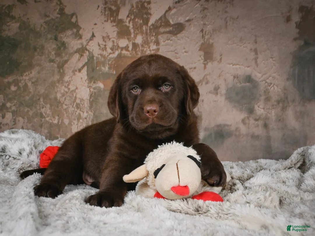 Labrador Retriever dogs for sale: Brooke - Ad 2