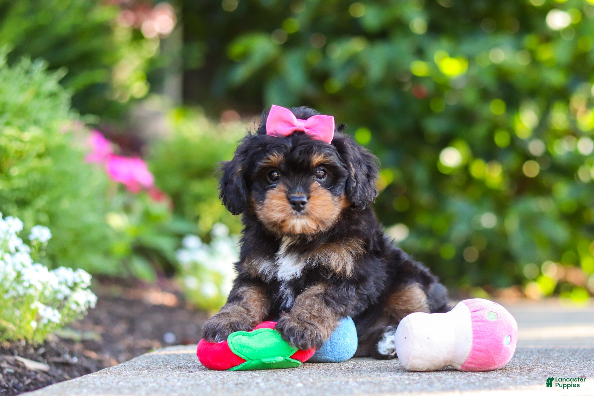 Cavapoo dogs Millie - Ad 2