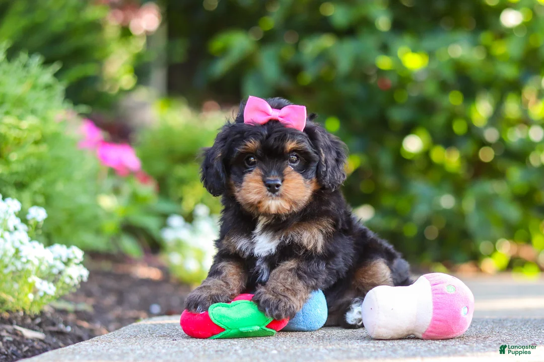 Cavapoo dogs for sale: Millie - Ad 2