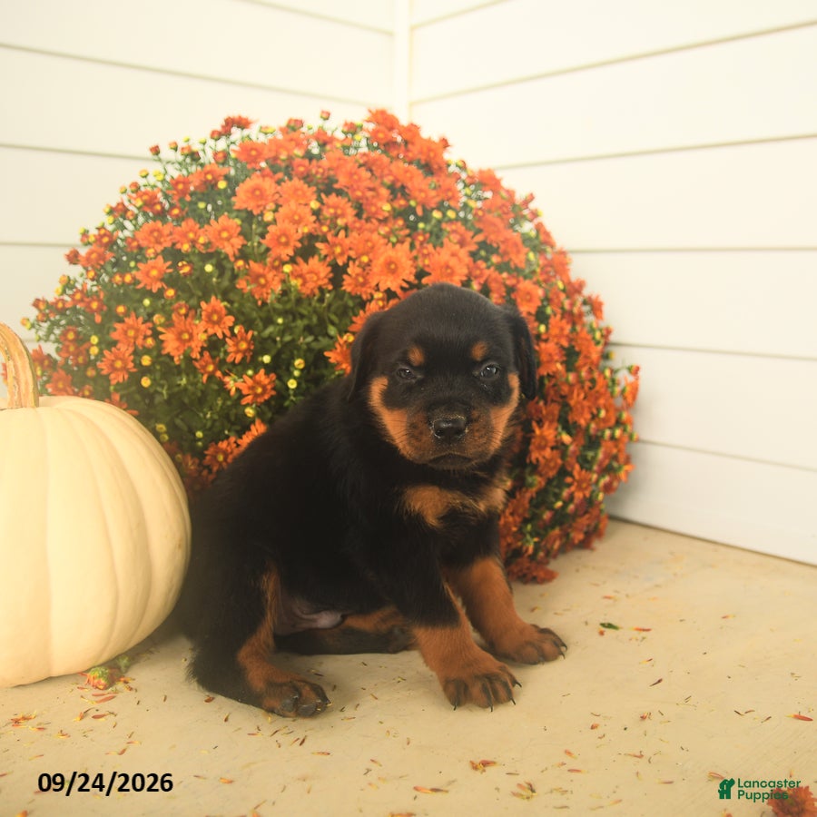 Rottweiler dogs Prince   - Ad 1
