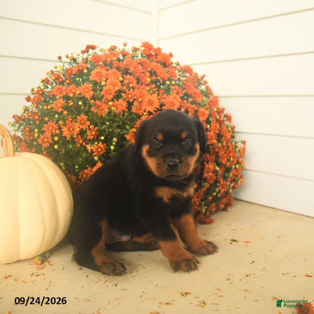 Rottweiler dogs for sale: Prince   - Ad 1
