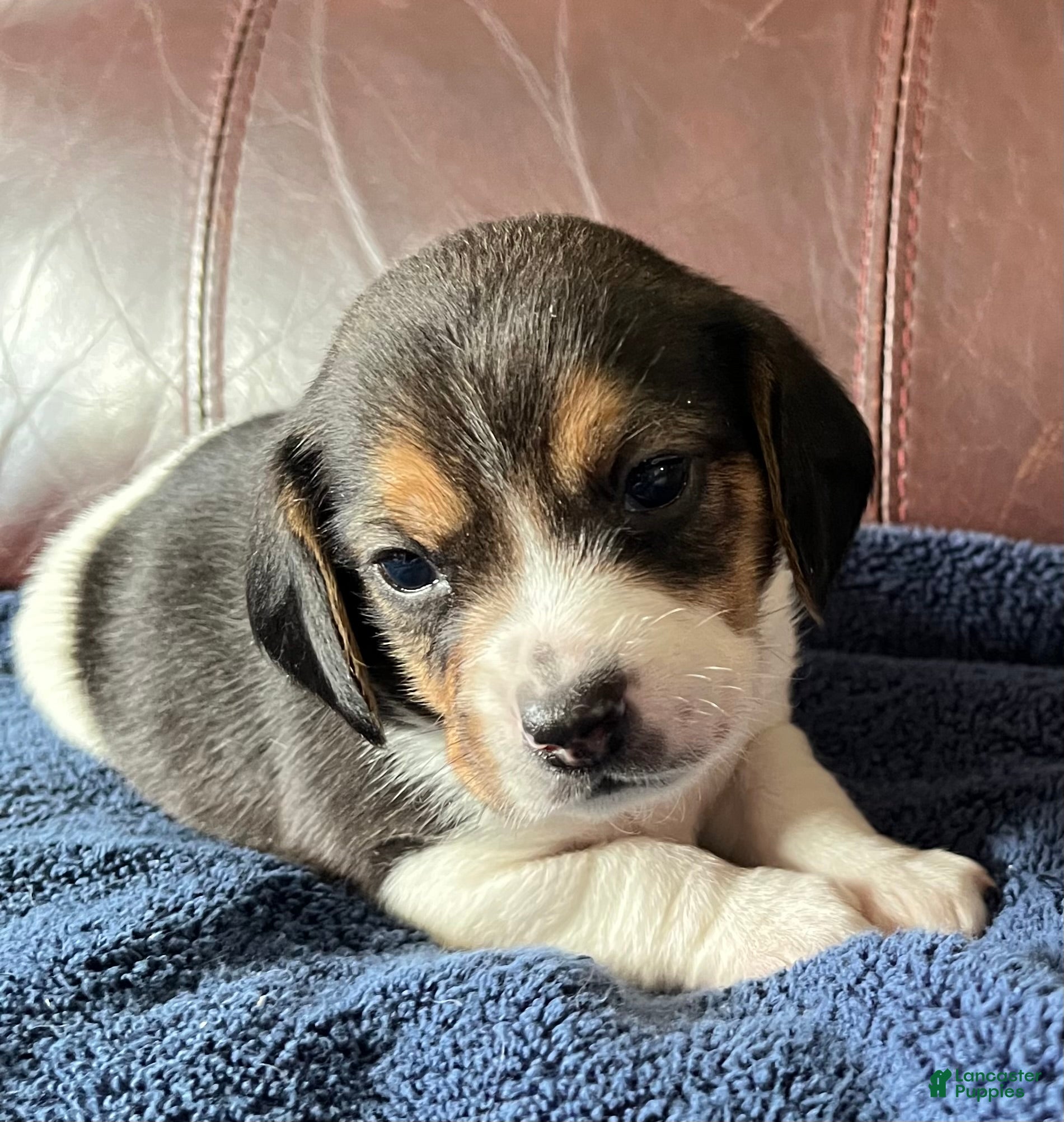 Beagle dogs Beagle 3 - Ad 1