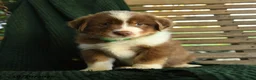 Miniature Australian Shepherd dogs for sale: Maple   - Ad 2