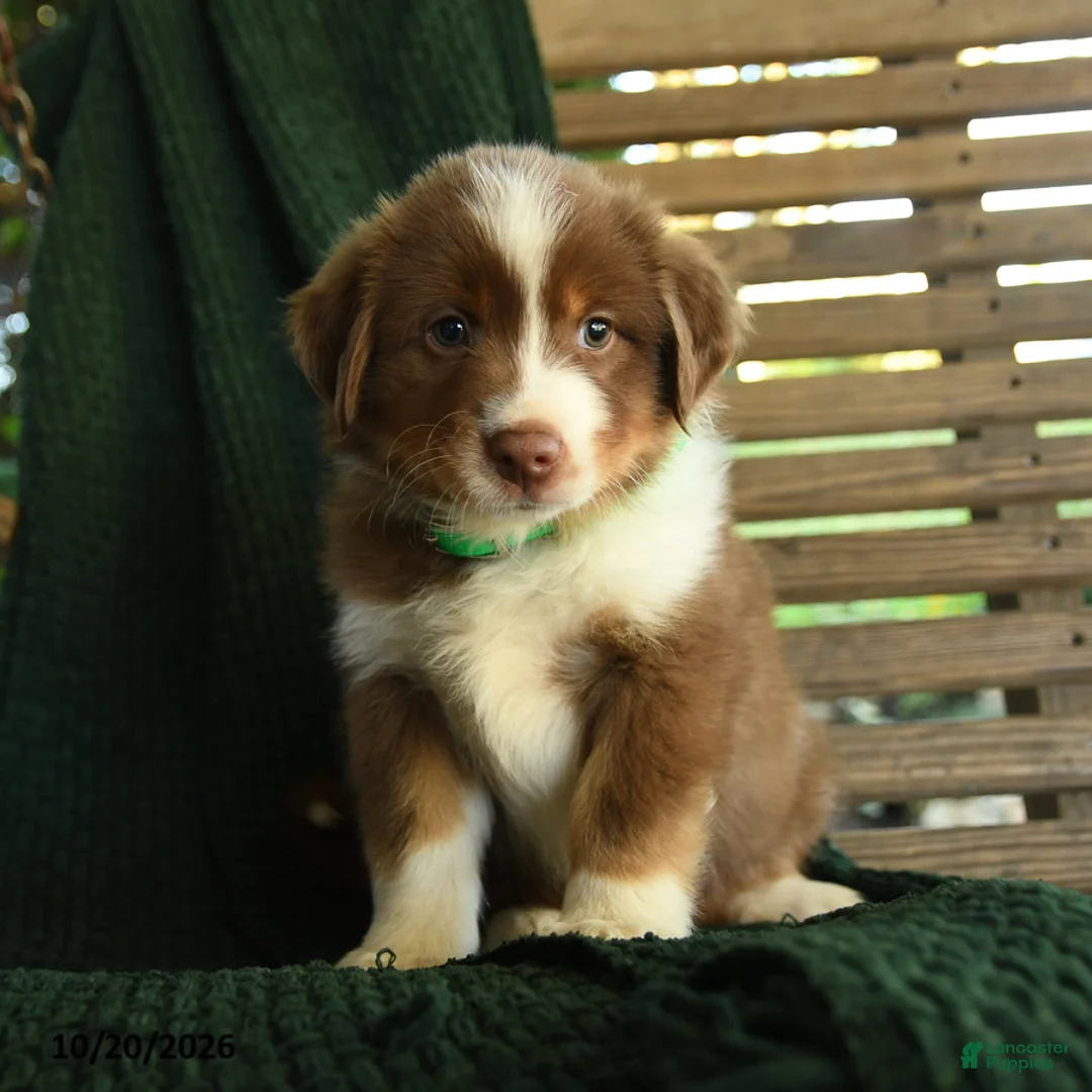 Miniature Australian Shepherd dogs for sale: Maple   - Ad 2