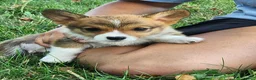 Welsh Corgi Pembroke dogs for sale: Birch - Ad 2