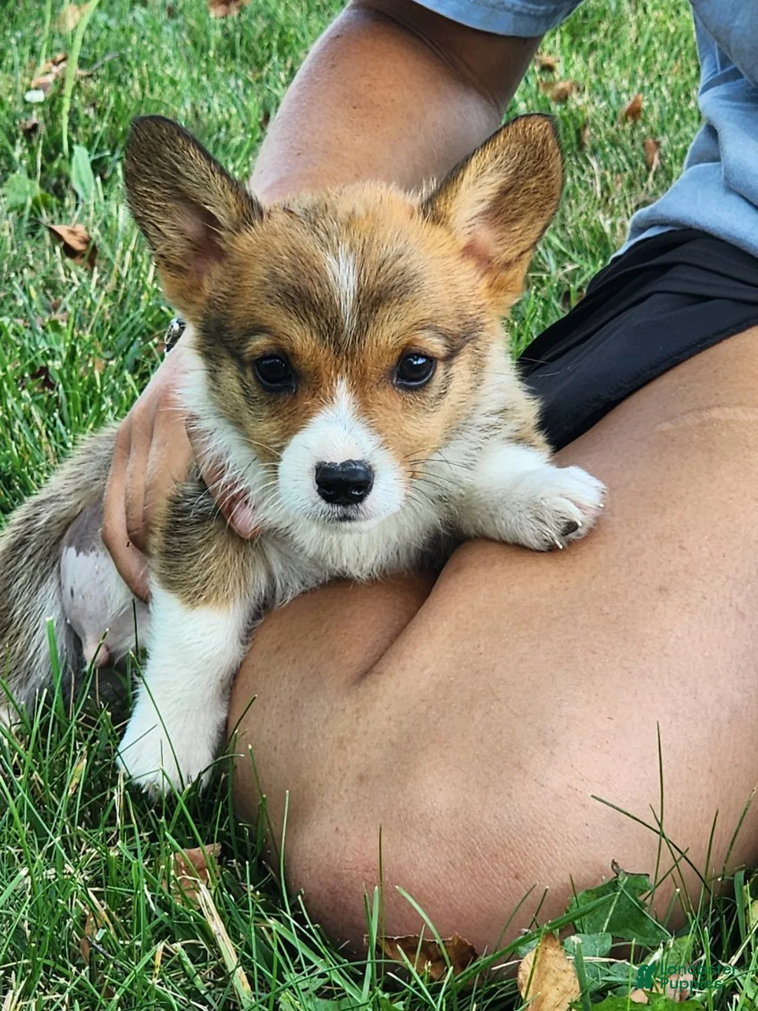 Welsh Corgi Pembroke dogs for sale: Birch - Ad 2