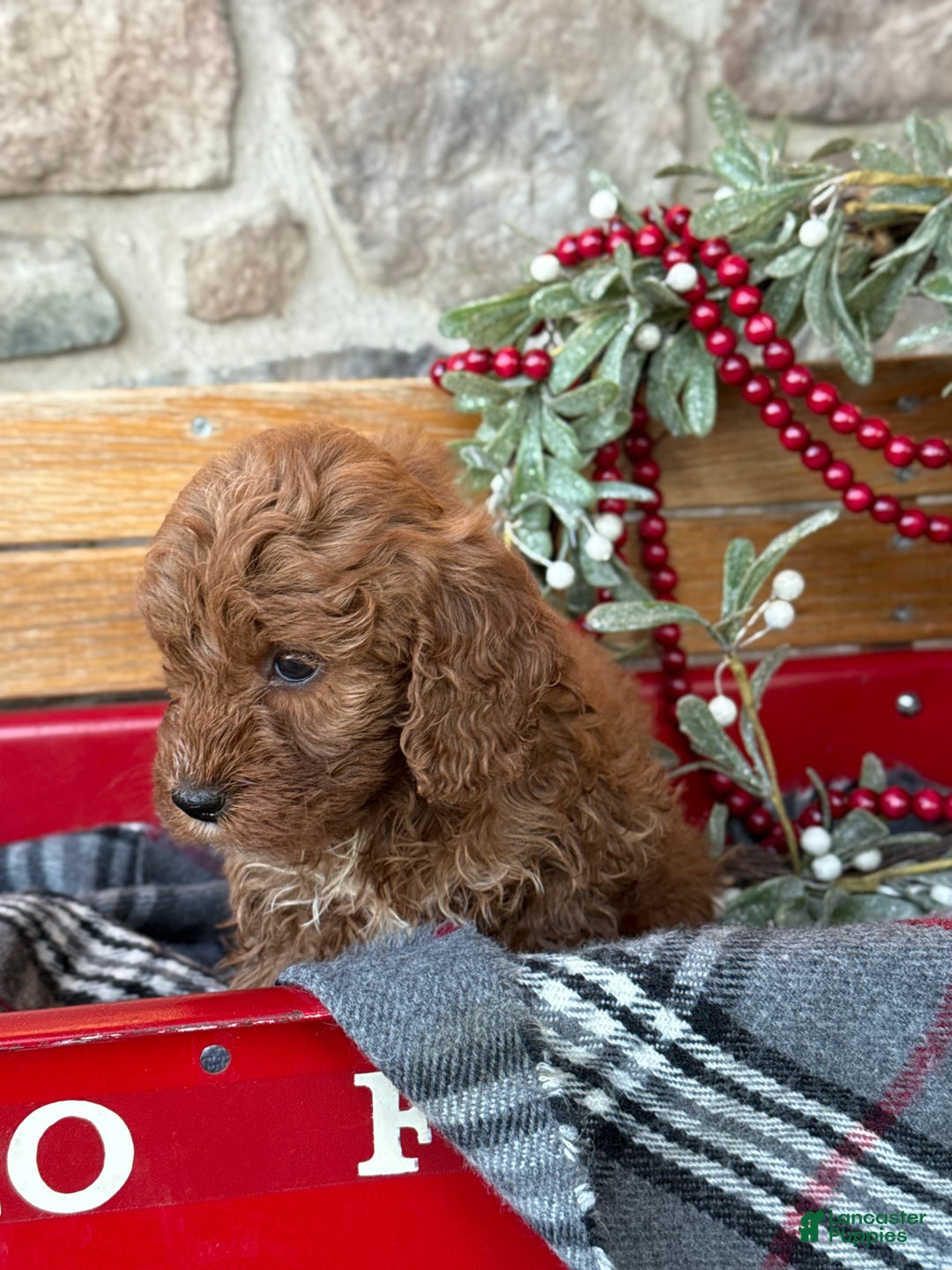 Mini Goldendoodle dogs for sale: Iris - Ad 8