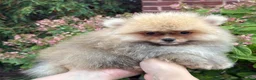Pomeranian dogs for sale: Benny - Ad 6