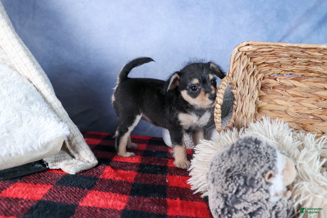 Chipoo dogs for sale: Kinsley - Ad 18