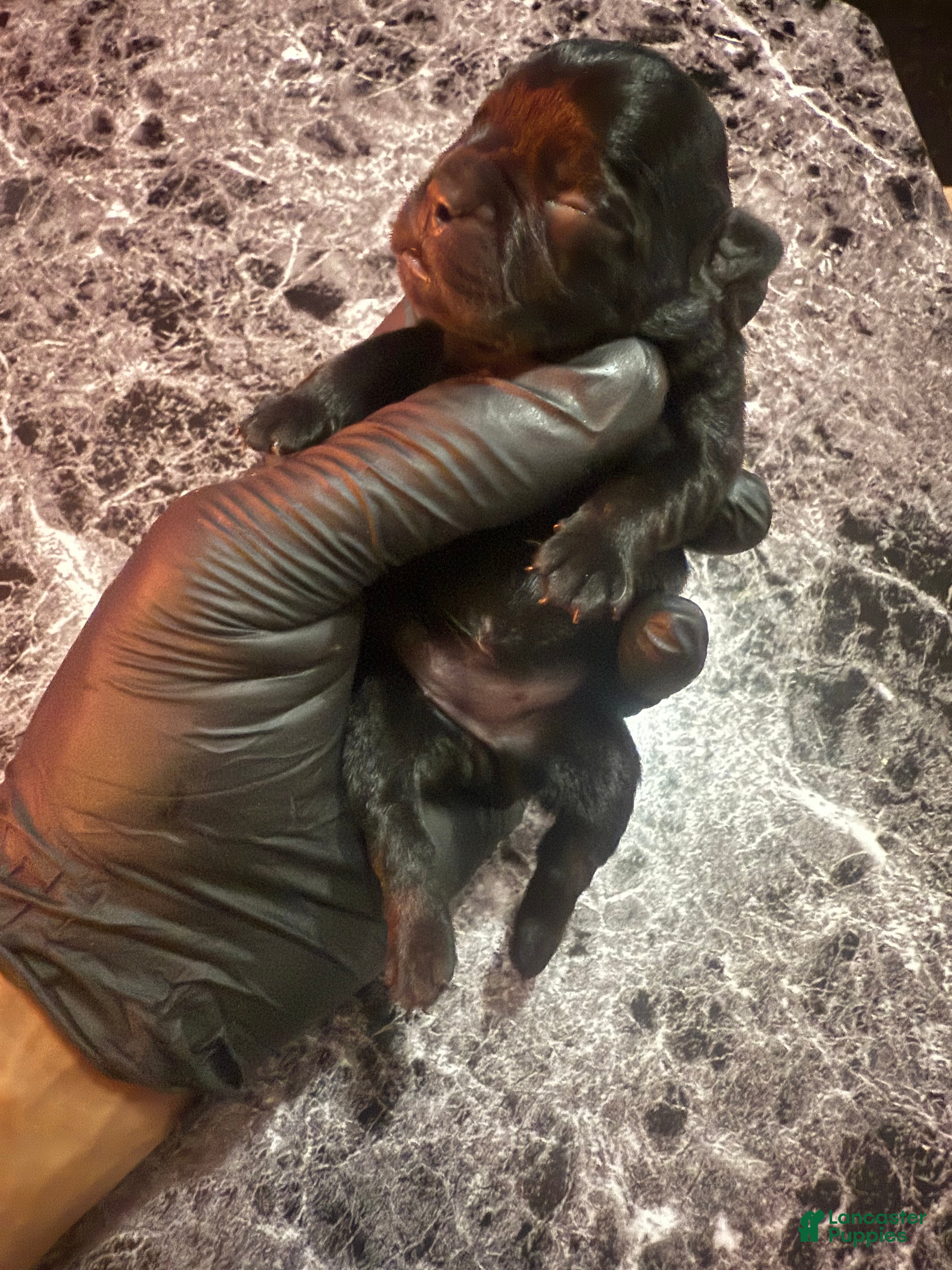 French Bulldog dogs Midnight 🌑 - Ad 10