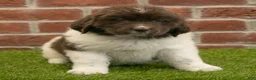 Newfoundland dogs for sale: Bambi - Ad 5