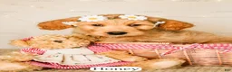 Goldendoodle dogs for sale: Honey - Ad 4