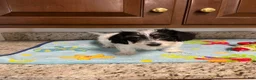 Mixed Breed dogs for sale: Colby  - Ad 4