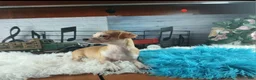 Chihuahua dogs for sale: Nationwide delivery. Popcorn boy red - Ad 6